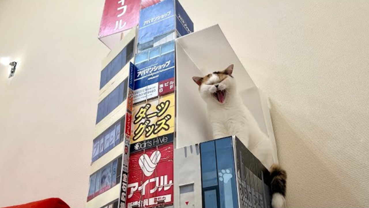 あの新宿の３D猫が自宅に！？自作セットであの看板を再現した動画が凄い！