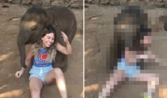 ゾウの赤ちゃんと触れ合えるアクティビティデ熱烈な歓迎を受けちょっと危険な状態に!