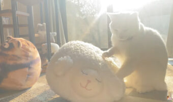 【平和】世界猫の日に投稿されたヒーリング動画に癒される