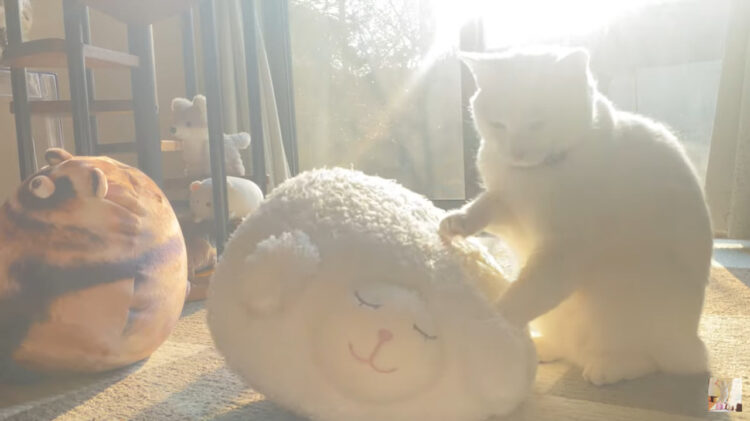 【平和】世界猫の日に投稿されたヒーリング動画に癒される