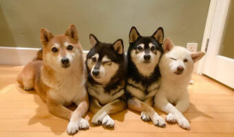 ウインクが可愛い!豪快な笑顔がイイ!たまにはそっぽ向いたり、Instagramで大人気の仲良し柴犬4姉妹