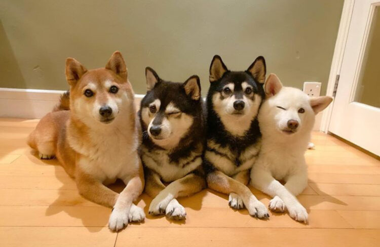 ウインクが可愛い！豪快な笑顔がイイ！たまにはそっぽ向いたり、Instagramで大人気の仲良し柴犬4姉妹