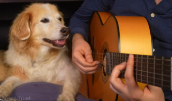 癒されたい人必見!飼い主の奏でる音楽と、それを聞くのが大好きな愛犬の動画が私的癒され動画ランキング1位獲得