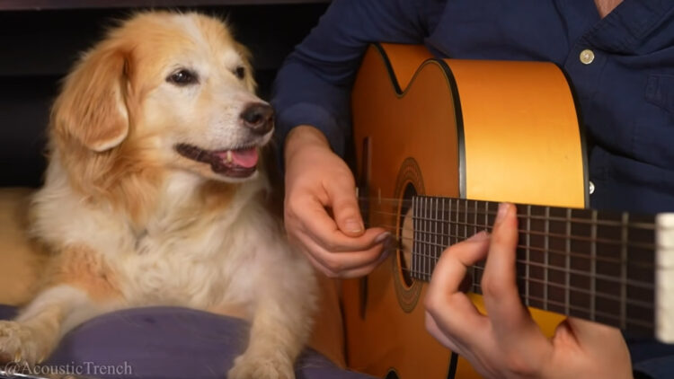 癒されたい人必見！飼い主の奏でる音楽と、それを聞くのが大好きな愛犬の動画が私的癒され動画ランキング1位獲得