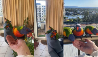 毎日インコがたむろするお家が凄い！このインコ達、実は飼っているわけではありません。【動画・海外】