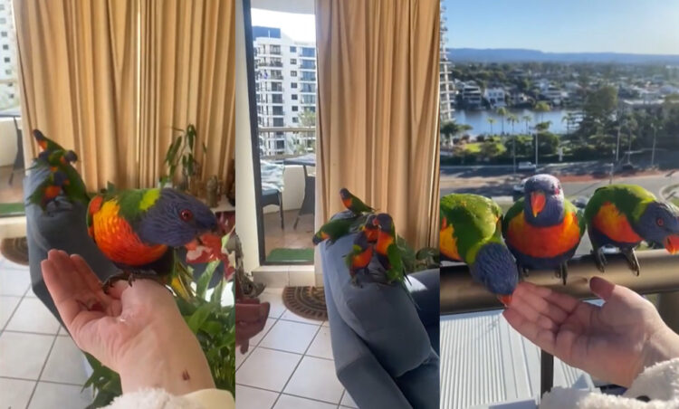 毎日インコがたむろするお家が凄い！このインコ達、実は飼っているわけではありません。【動画・海外】