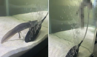 泡で遊ぶウーパールーパー。口をパクパクさせたり、泡に身を任せて浮き上がってみせたりと、その無邪気な姿に癒されます!【アメリカ・動画】