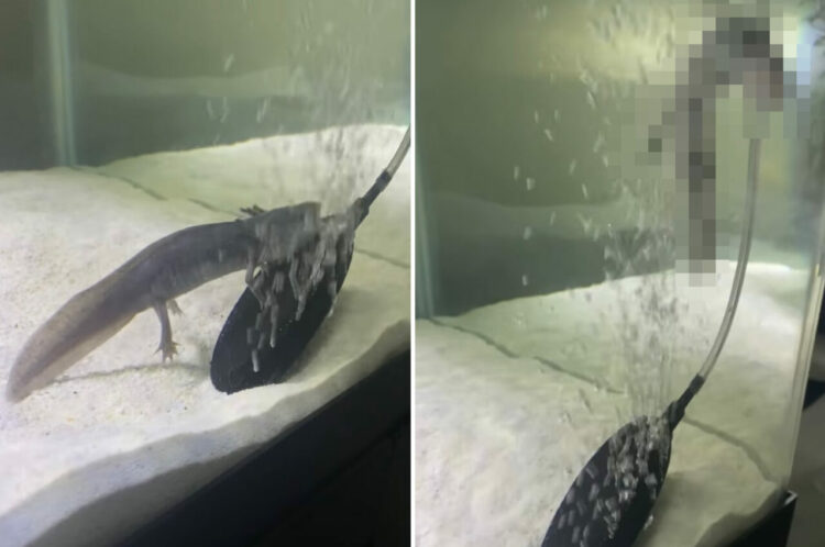 泡で遊ぶウーパールーパー。口をパクパクさせたり、泡に身を任せて浮き上がってみせたりと、その無邪気な姿に癒されます！【アメリカ・動画】