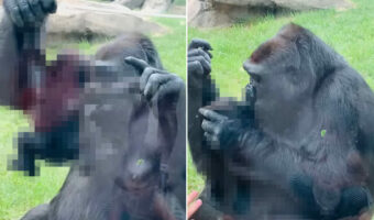 【160万再生突破】「見て、うちの子よ!」動物園でお母さんゴリラが、来園客に自分の赤ちゃんのお披露目してくれました!【海外・動画】