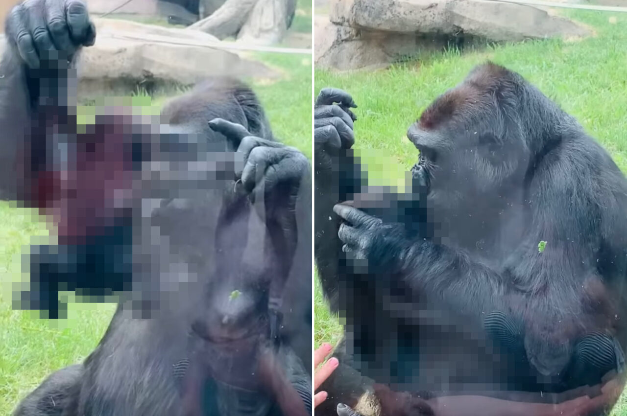 【160万再生突破】「見て、うちの子よ！」動物園でお母さんゴリラが、来園客に自分の赤ちゃんのお披露目してくれました！【海外・動画】