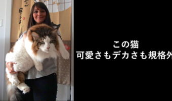 【デカい＆可愛い】写真加工はしていません！ニューヨーク在住の巨猫のサムスン