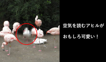 あれ？なんかみんな片足上げてるけど、そういうルール？空気を読むアヒルがかわいい