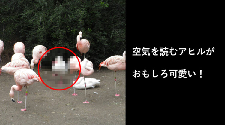 あれ？なんかみんな片足上げてるけど、そういうルール？空気を読むアヒルがかわいい