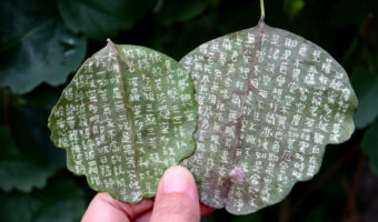 発見！ペンが無くてもアケビの葉をメモ代わりに使える！大昔にもこうして文字や絵を書いていたのかもしれない