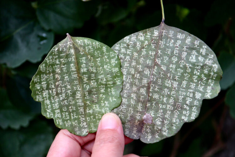 発見！ペンが無くてもアケビの葉をメモ代わりに使える！大昔にもこうして文字や絵を書いていたのかもしれない