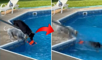 プールに浮かぶオモチャを取りたい2匹の犬。ついに1匹がオモチャをくわえたその時、もう1匹がまさかの『裏切り行為』に!?【アメリカ・動画】