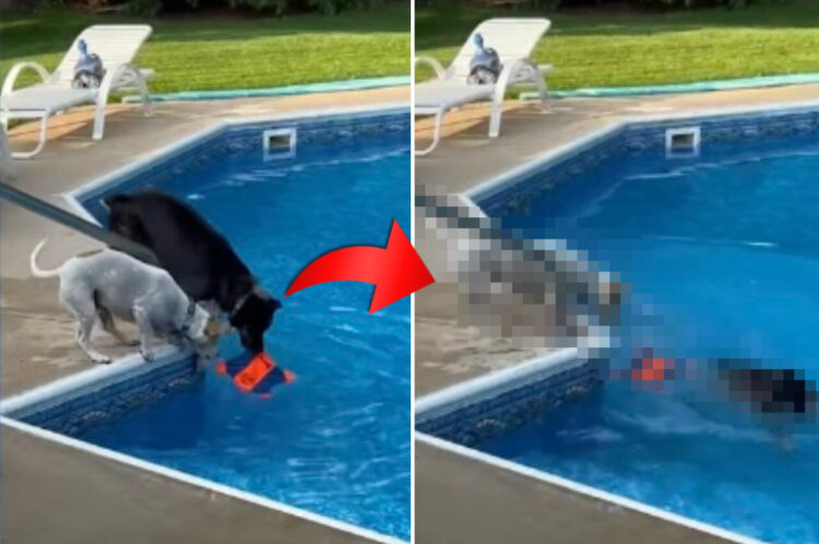 プールに浮かぶオモチャを取りたい2匹の犬。ついに1匹がオモチャをくわえたその時、もう1匹がまさかの『裏切り行為』に！？【アメリカ・動画】