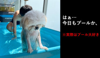 今日もか..連日のプール遊びに疲れ果てたおじいちゃんみたいになっちゃった犬が話題に