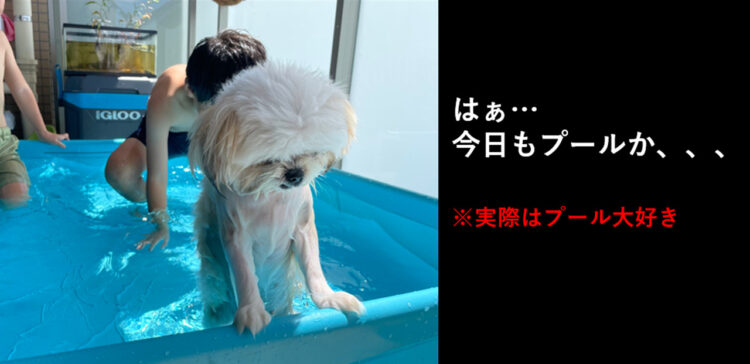 今日もか..連日のプール遊びに疲れ果てたおじいちゃんみたいになっちゃった犬が話題に