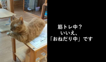 まるで背筋してるみたい！お願い上手な猫の「おねがいおねがい」動画がものすごくカワイイ！