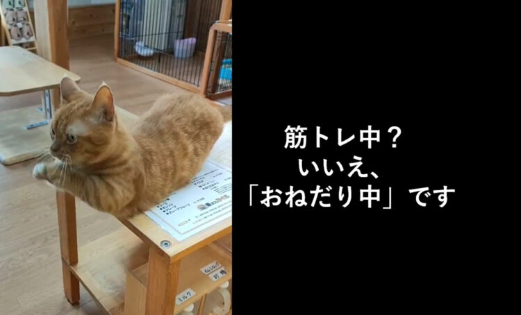 まるで背筋してるみたい！お願い上手な猫の「おねがいおねがい」動画がものすごくカワイイ！