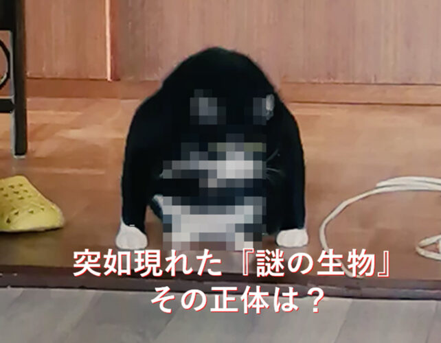 未確認生物発見？突如目の前に現れた『謎の生物』の正体とは