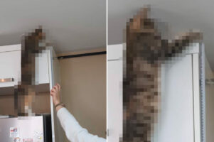 家具の寸法を測りたい飼い主さんのお手伝いをする猫。飼い主さんは大助かりの名アシスタントです！！【海外・動画】