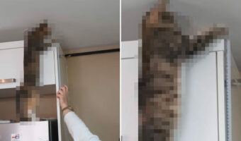 家具の寸法を測りたい飼い主さんのお手伝いをする猫。飼い主さんは大助かりの名アシスタントです！！【海外・動画】