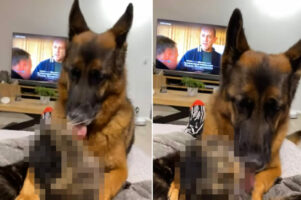 同居猫が大好きすぎる犬。絶対に逃げられないように腕と背中を押さえてから、顔をペロペロ！！この行動に猫は・・！【海外・動画】