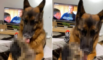 同居猫が大好きすぎる犬。絶対に逃げられないように腕と背中を押さえてから、顔をペロペロ!!この行動に猫は・・!【海外・動画】