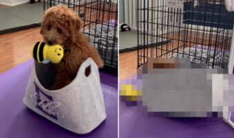 バスケットに潜り込んだゴールデンドゥードルの子犬。心地よさそうに座って、それはなんとも愛らしい姿だったのですが・・・【海外・動画】