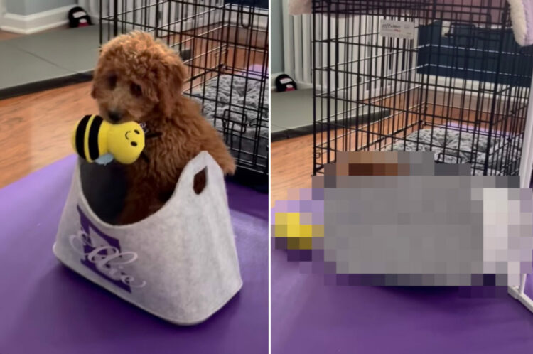 バスケットに潜り込んだゴールデンドゥードルの子犬。心地よさそうに座って、それはなんとも愛らしい姿だったのですが・・・【海外・動画】