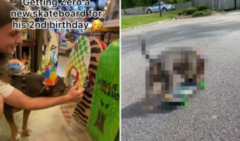 誕生日に新しいスケートボードをプレゼントしてもらったスケボー犬。果たしてその乗り心地はいかに?【海外・動画】