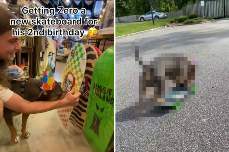 誕生日に新しいスケートボードをプレゼントしてもらったスケボー犬。果たしてその乗り心地はいかに？【海外・動画】