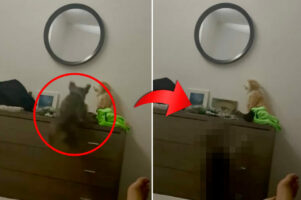 自分のことを猫だと思っている？愛犬はキャビネットの上に飛び乗りたいみたいですが・・