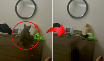 自分のことを猫だと思っている?愛犬はキャビネットの上に飛び乗りたいみたいですが・・