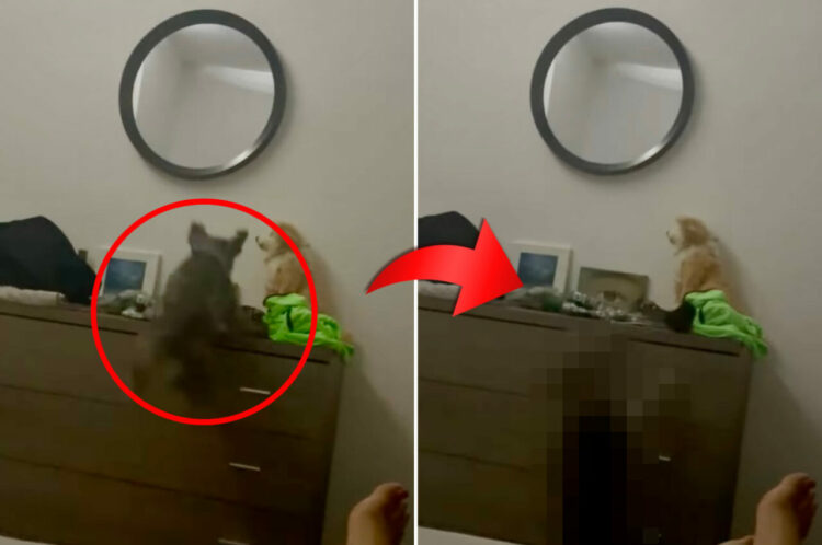 自分のことを猫だと思っている？愛犬はキャビネットの上に飛び乗りたいみたいですが・・