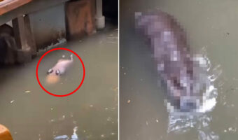 【1500万超再生の人気動画】水面に浮かぶなにか巨大な物体。その正体は・・、水中でひっくり返ってお昼寝をしていた『動物園の人気者』でした!!