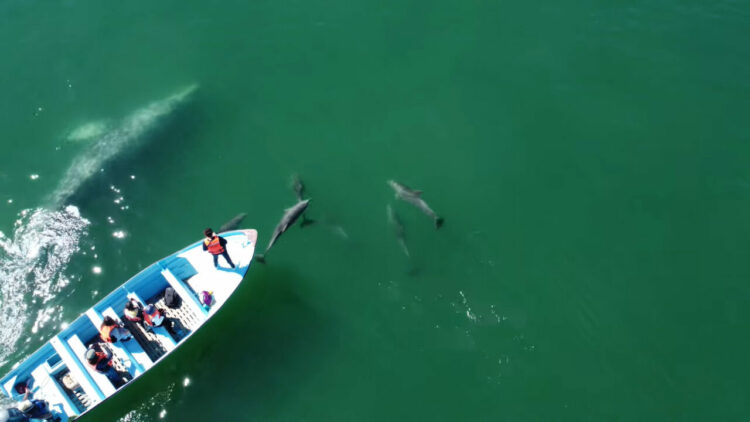 船の周りを泳ぐイルカたち。それだけでもラッキーなのに、なんとすぐそばにはクジラまでいてくれるではないですか！！【海外・動画】