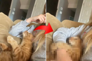 大好きなママさんにハグしてもらいたい甘えん坊な猫。この子は頬杖をつくママさんに対して、『ある行動』に出ました！【海外・動画】