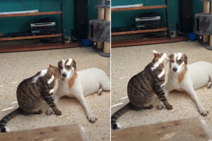 同居犬の顔や首元を舐める愛猫。ひたすらペロペロし続けるその姿は、まるで洗顔をしてあげているみたいでほっこりします【海外・動画】