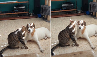 同居犬の顔や首元を舐める愛猫。ひたすらペロペロし続けるその姿は、まるで洗顔をしてあげているみたいでほっこりします【海外・動画】
