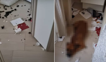 買い物から帰ってきたらベッドルームが大変なことに！？愛犬を留守番させていたけど大丈夫・・と思ったら、この犯行をしたのは【海外・動画】