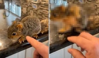 体をカキカキしてもらうリスの赤ちゃん。腕を上げて首元も掻いてとおねだりするのですが・・、そのポーズは『スーパーヒーロー着地』みたい！！