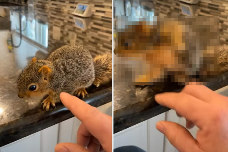 体をカキカキしてもらうリスの赤ちゃん。腕を上げて首元も掻いてとおねだりするのですが・・、そのポーズは『スーパーヒーロー着地』みたい！！