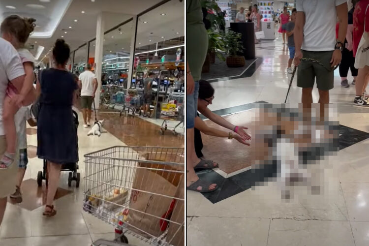 家族とお買い物に来たブルテリア。ヒンヤリしてツルツルした床が気持ちいいのか、リードを引っ張ってもらい床を滑って進んでいます【海外・動画】