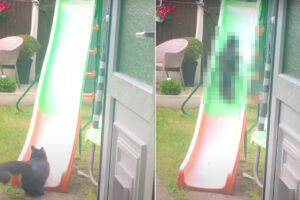 すべり台で遊ぶ猫。よほど気に入ったのか、スロープを駆け上がってはすべりおりて、を何度も繰り返して堪能しています【海外・動画】