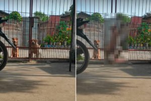 外へ遊びに行きたい犬たち。門は閉じてあるので諦めるのかと思いきや・・、ゴールデンレトリバーの子犬が賢い『ある行動』に出ました！！