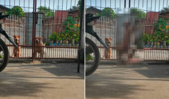 外へ遊びに行きたい犬たち。門は閉じてあるので諦めるのかと思いきや・・、ゴールデンレトリバーの子犬が賢い『ある行動』に出ました!!