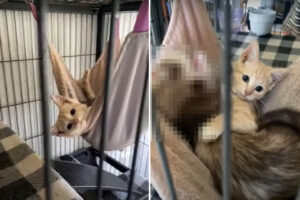 ケージの中のハンモックでくつろぐ保護猫。実はここ、この子猫のものではなく一緒に乗っている『ある動物』の場所なのです！【アメリカ・動画】